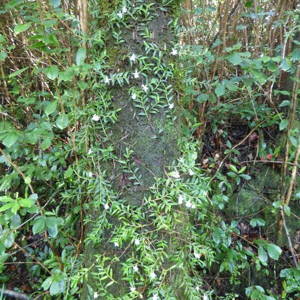 Angraecum ramosum Habit