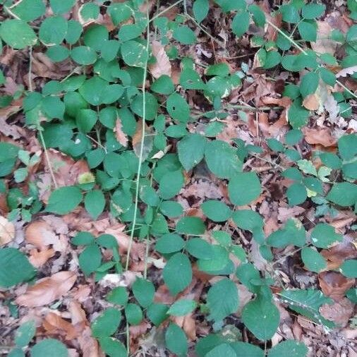 Rubus scaber Hábitos