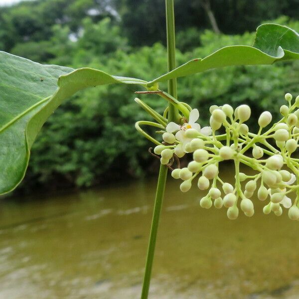 Premna serratifolia फूल