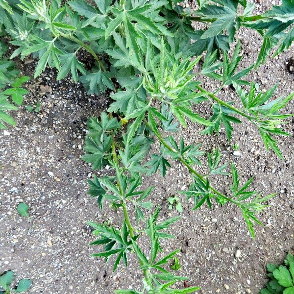 Althaea cannabina برگ