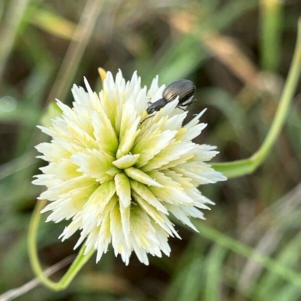 Cyperus niveus 花