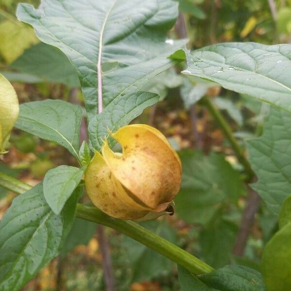 Physalis peruviana Vrucht