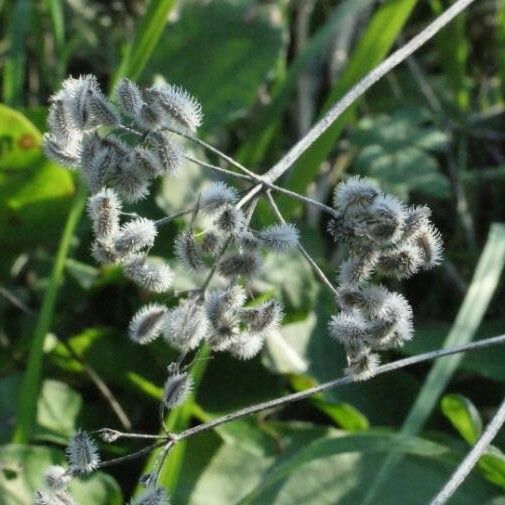 Torilis arvensis Fruit