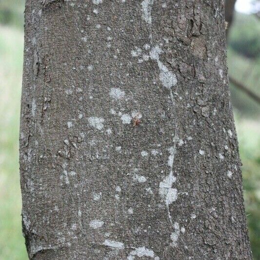 Acacia mearnsii Other