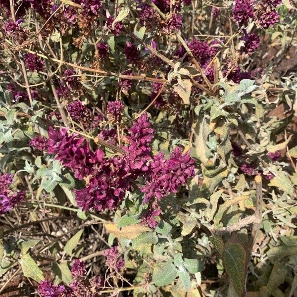 Salvia canariensis Лист