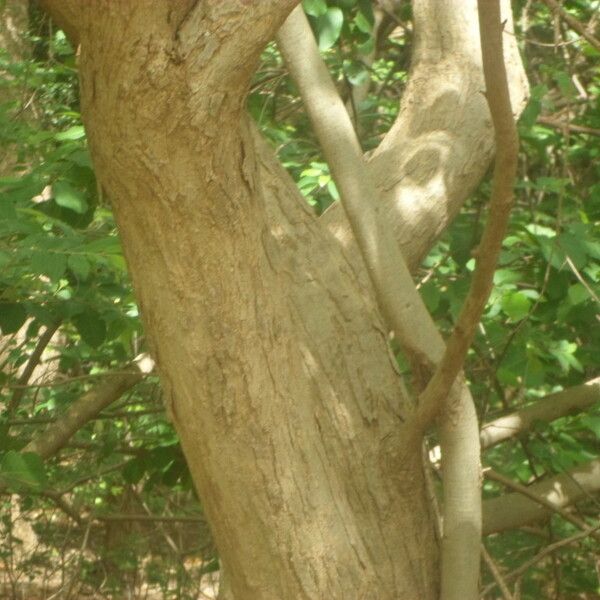 Pterocarpus lucens Кара