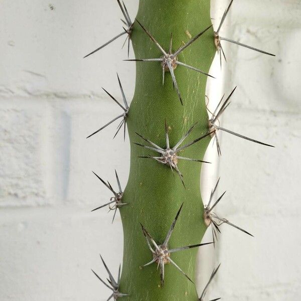 Acanthocereus tetragonus Leaf