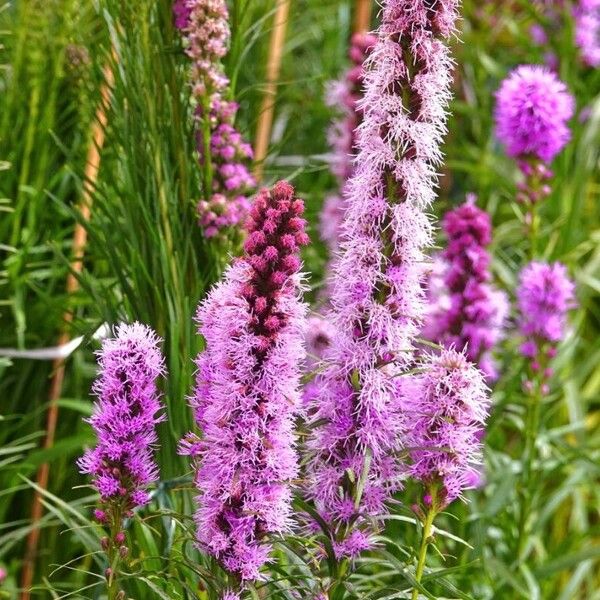 Liatris spicata Flower