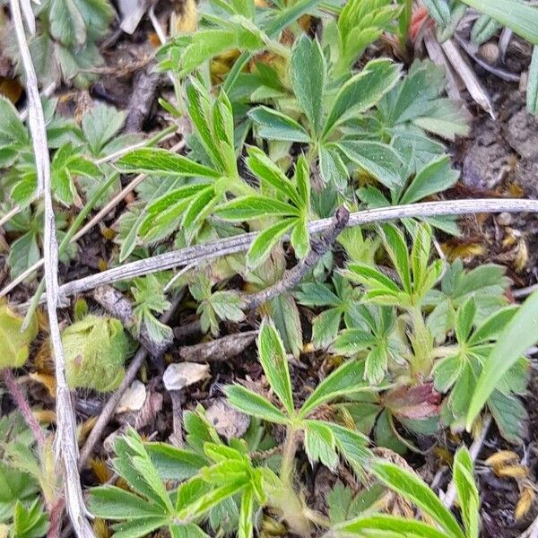 Potentilla verna Leaf