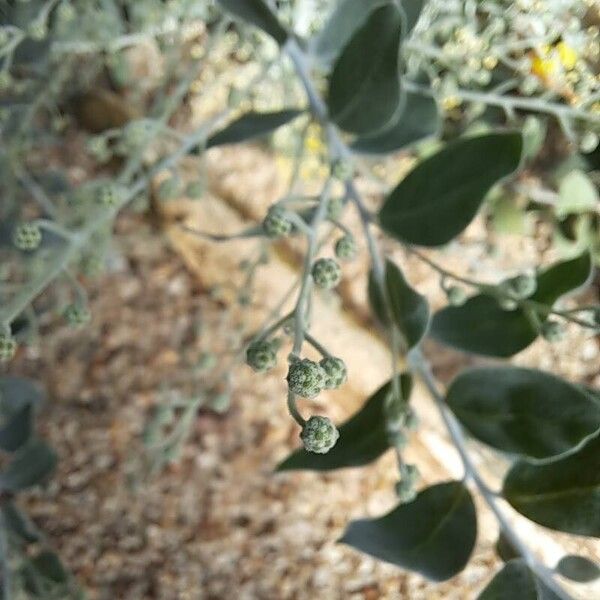 Acacia podalyriifolia Hedelmä