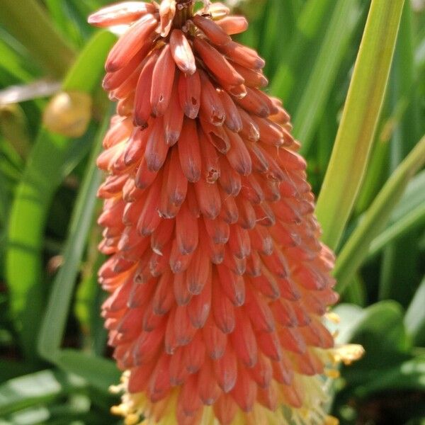 Kniphofia uvaria Virág