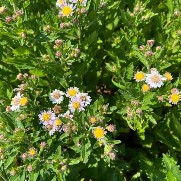 Aster ageratoides Flower