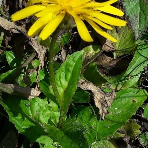 Crepis pyrenaica Цветок