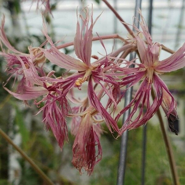 Pelargonium bowkeri Lorea