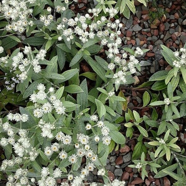 Anaphalis triplinervis Habit