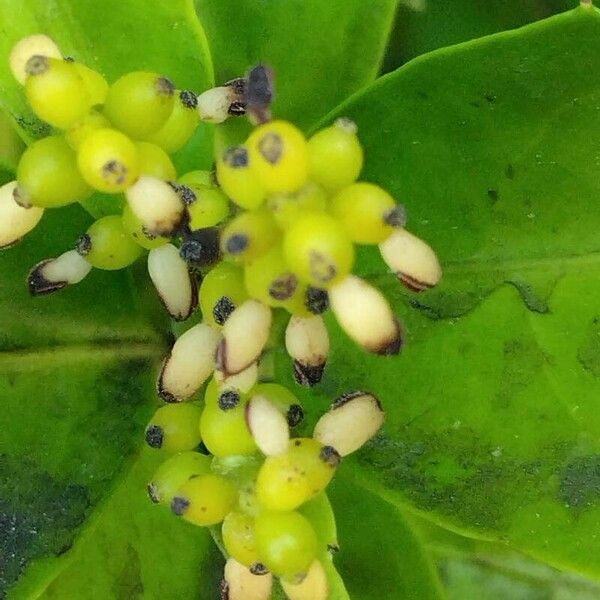 Sarcandra glabra Flower