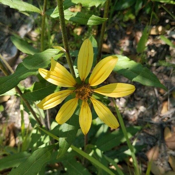 Silphium asteriscus Flower