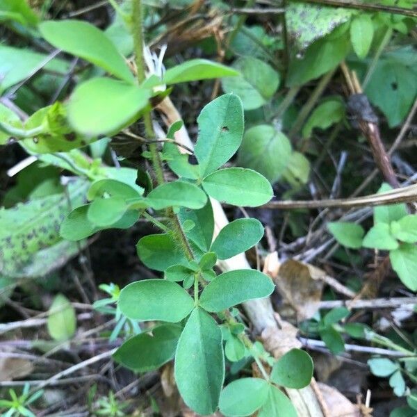 Chamaecytisus hirsutus Φύλλο