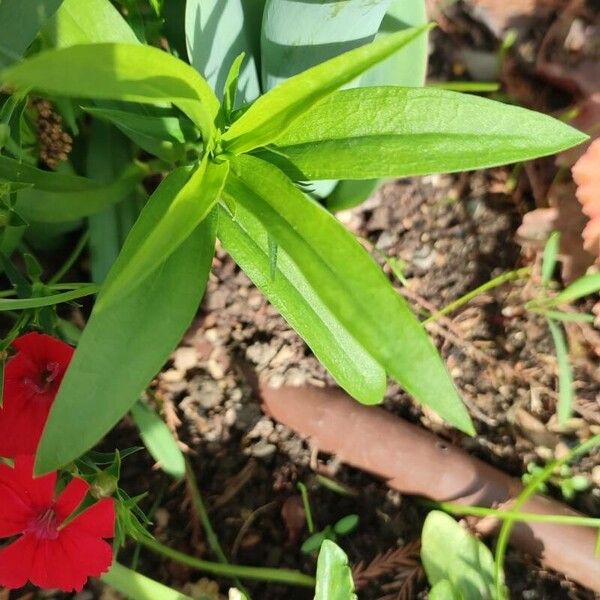 Dianthus chinensis List