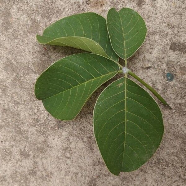 Pseudobombax ellipticum Leaf