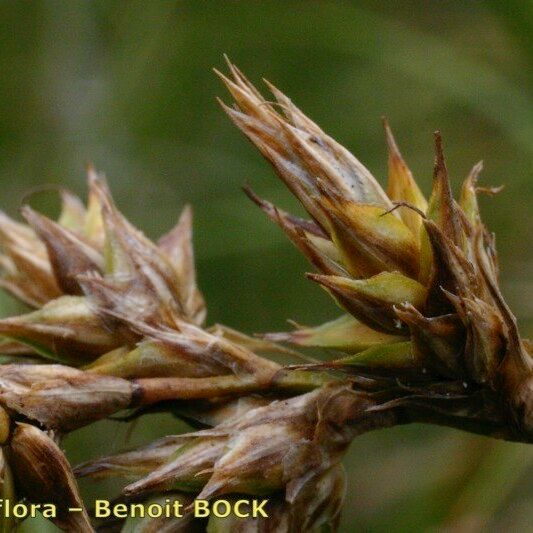 Carex colchica Fruct