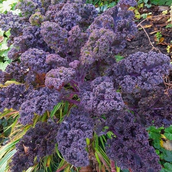 Brassica oleracea Hàbitat