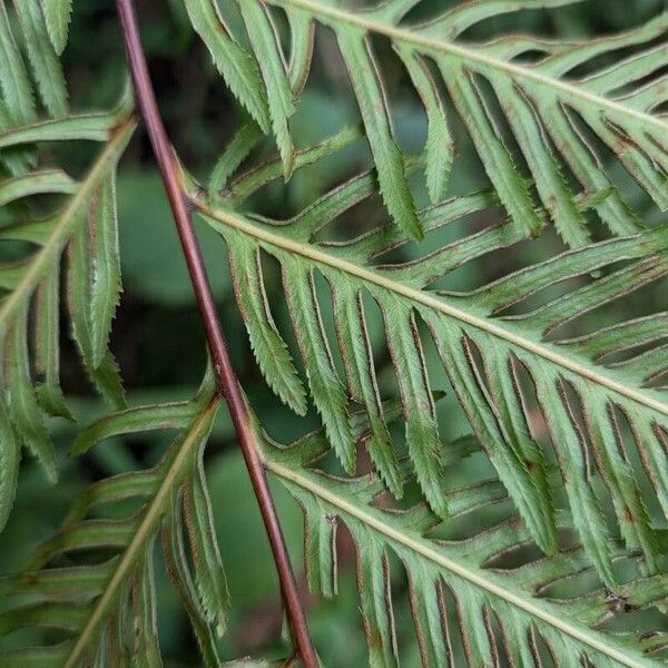 Pteris dentata Froito