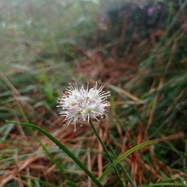 Allium ericetorum Kvet