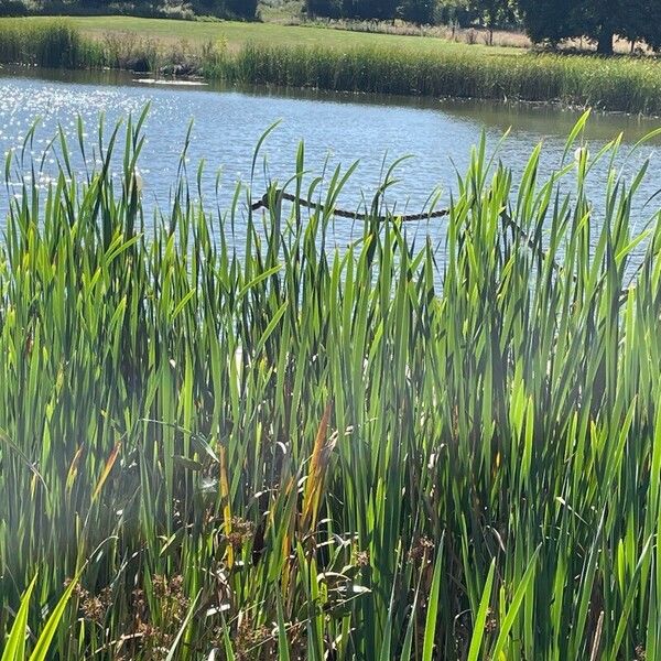 Typha latifolia Buveinė