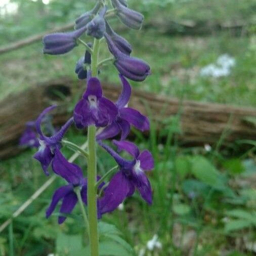 Delphinium tricorne ফুল