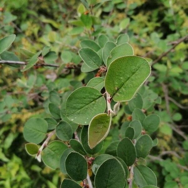 Cotoneaster integerrimus Leaf