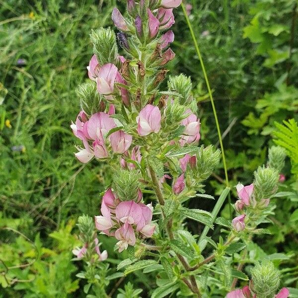 Ononis arvensis Flower