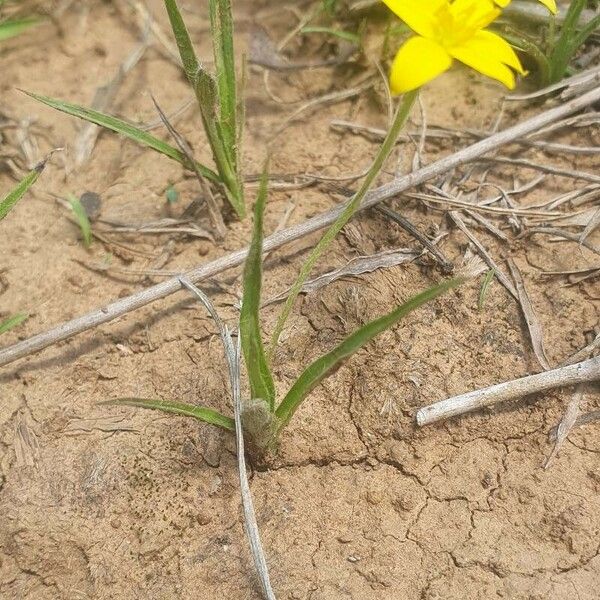 Hypoxis hirsuta Çiçek