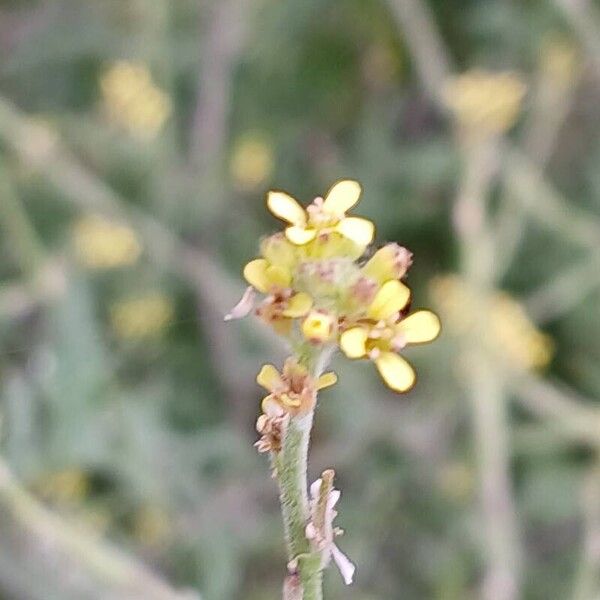 Sisymbrium officinale Flower