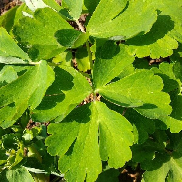 Aquilegia oxysepala Leaf