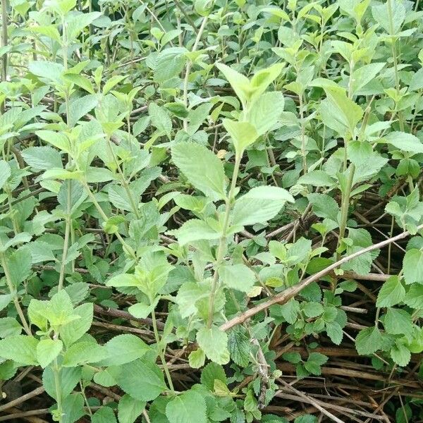 Lippia alba Leaf