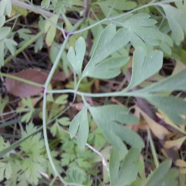 Fumaria capreolata Leaf