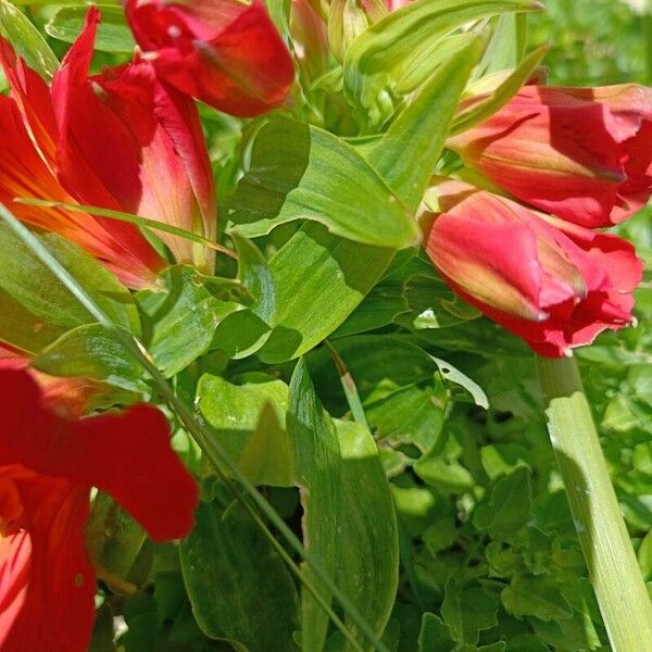 Alstroemeria aurea Blad