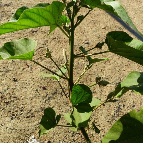 Ipomoea carnea Leaf