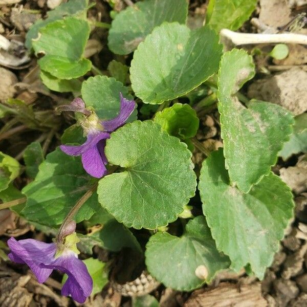 Viola sororia Lapas