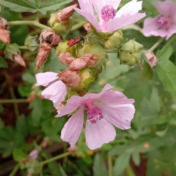 Althaea cannabina 花