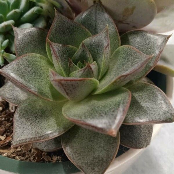 Echeveria purpusiorum 葉