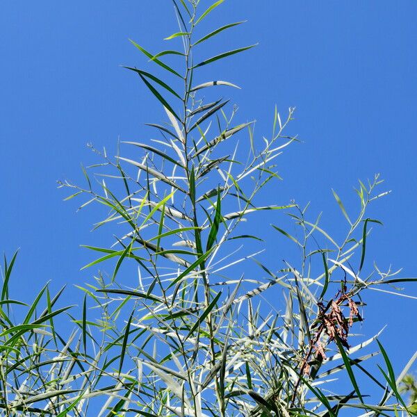 Acacia retinodes Leaf