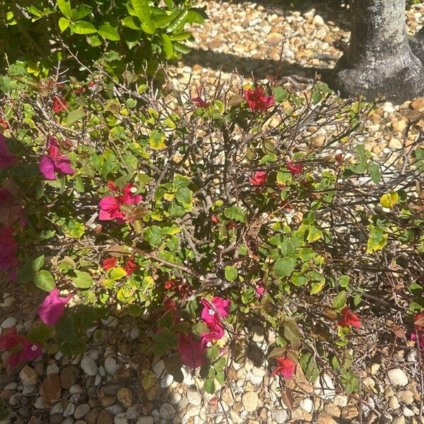 Bougainvillea glabra Liść