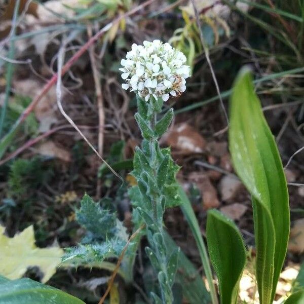 Lepidium hirtum फूल