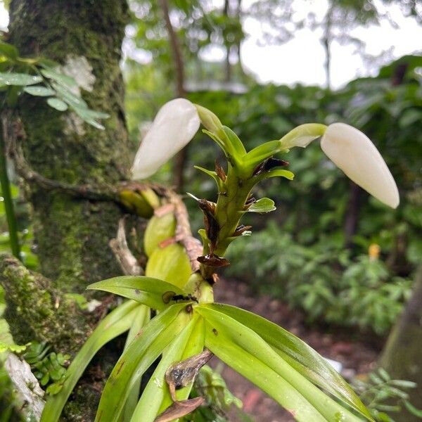 Maxillaria alba Flower