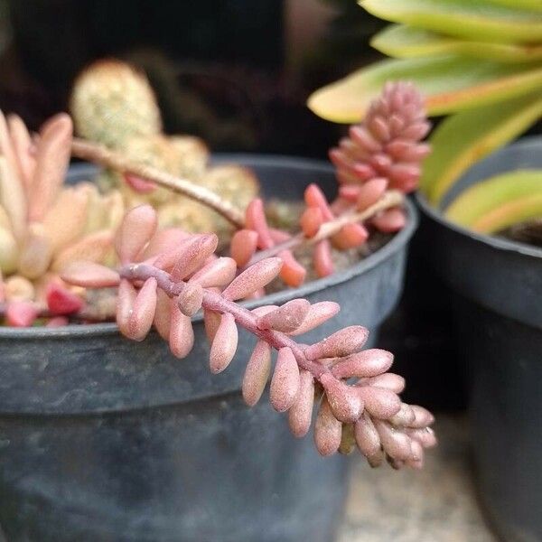 Sedum stahlii Folha