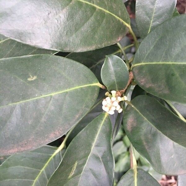 Dendropanax cuneatus Blüte