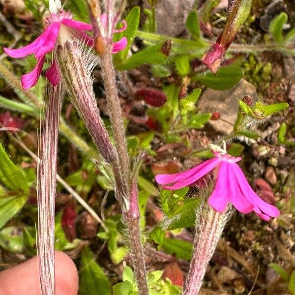 Silene scabriflora Квітка