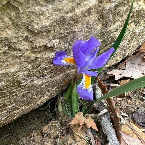Iris verna Flower